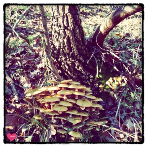 funghi