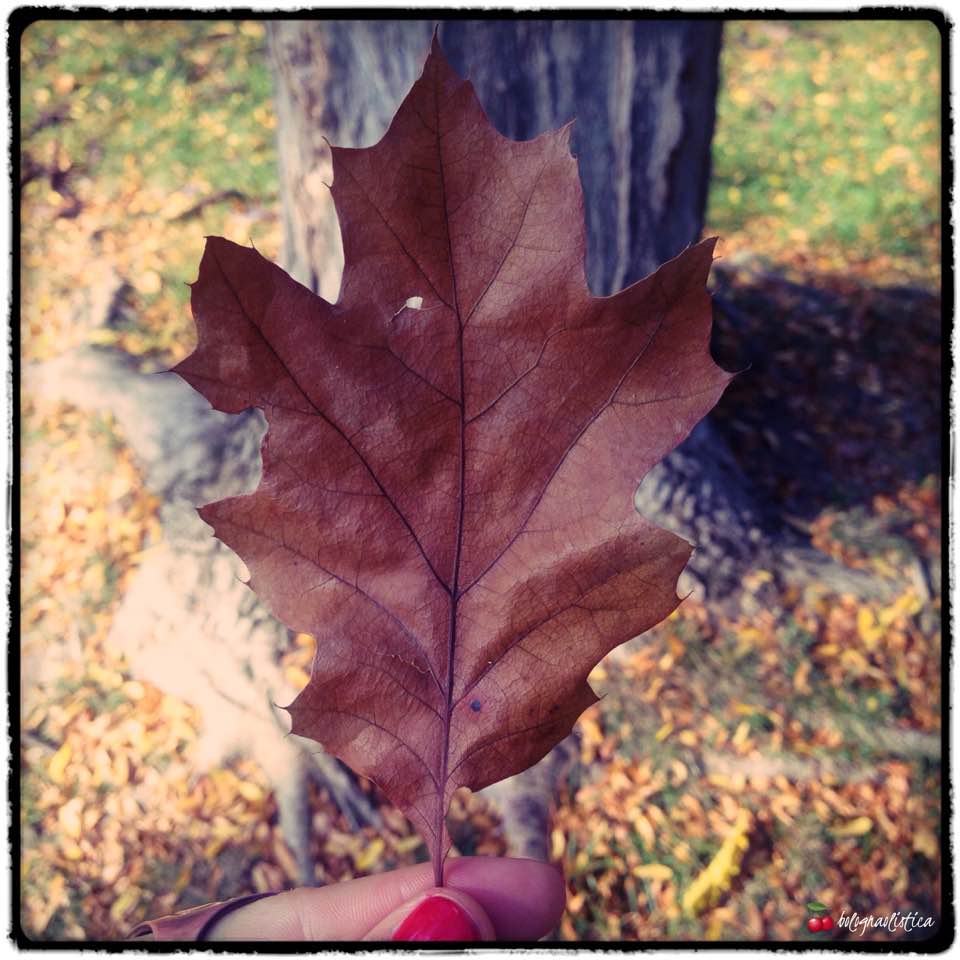 MEDITAZIONE AUTUNNALE DEL LABIRINTO